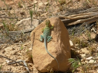 Collared Lizard